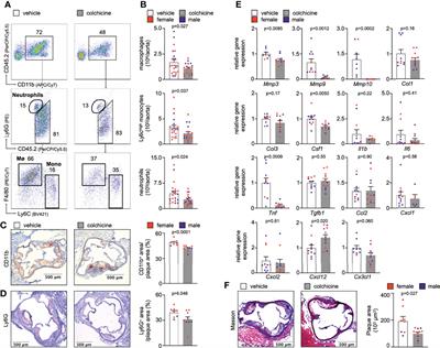 <mark class="highlighted">Colchicine</mark> Impacts Leukocyte Trafficking in Atherosclerosis and Reduces Vascular Inflammation